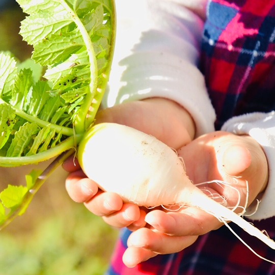 「オーガニック野菜」にこだわった素材選び